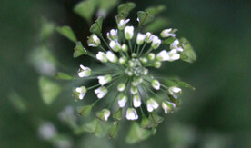 荠菜花