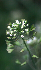 荠菜花