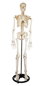 医用骨架