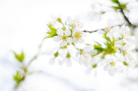春天花草壁纸