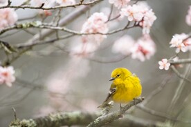 春天花鸟壁纸