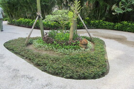 热带植物