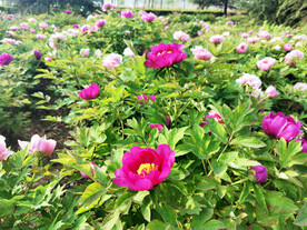 牡丹花丛