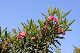 夹竹桃花