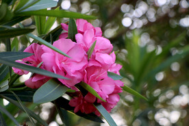 夹竹桃花