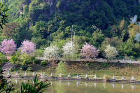 河堤紫荆花树
