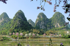河堤紫荆花
