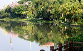 河边春天树林