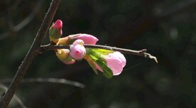 花蕾