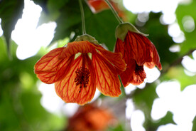 小花