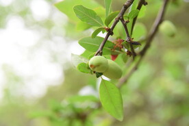 青果