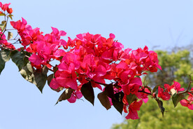粉红色三角花