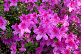 粉红色杜鹃花