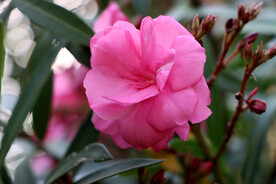 夹竹桃花 