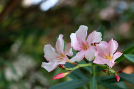 夹竹桃花特写