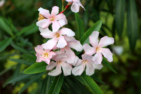 夹竹桃花