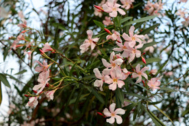 夹竹桃花