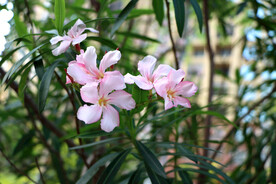 夹竹桃花