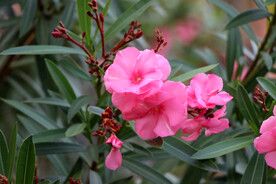 夹竹桃花