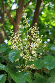 黄皮花
