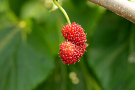 桑果