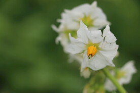 土豆花