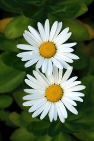 小雏菊