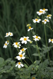 白色野花