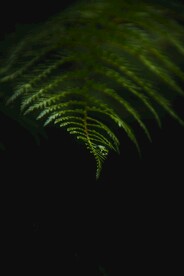 植物 树叶 绿色