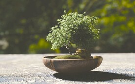 盆景树
