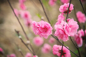 桃花 唯美图片