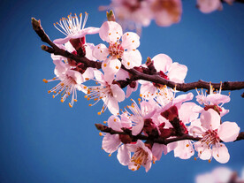 浪漫桃花