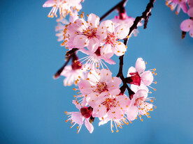桃花 