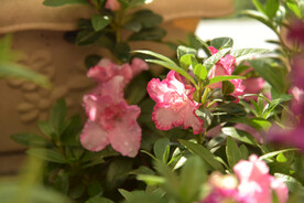 杜鹃花