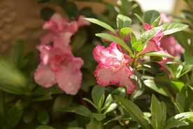 杜鹃花
