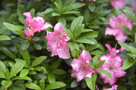 杜鹃花