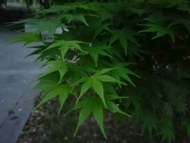 春天枫叶风景