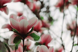 玉兰花