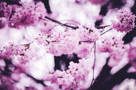 樱花高清壁纸 唯美图片