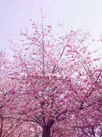 粉色樱花树
