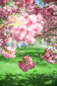 樱花 春季花开