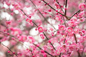 梅花