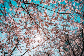 樱花