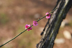 梅花