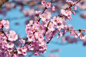 樱花