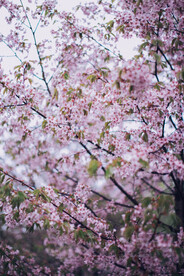 樱花
