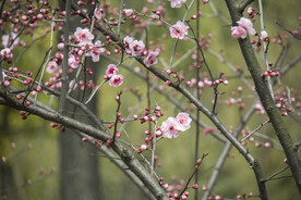梅花