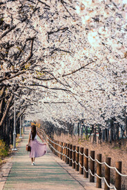 樱花道