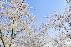 樱花树