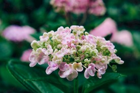长寿花
